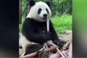 娱乐吃瓜大熊猫视频下载,萌态可掬萌翻网友